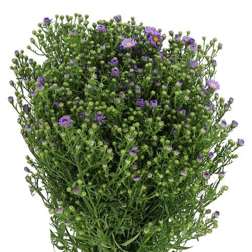 Aster Teeny Tiny Blue