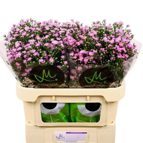 Aster Teeny Tiny Pink
