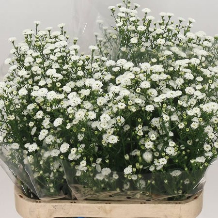 Aster White Gypsy