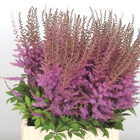 Astilbe Amethyst