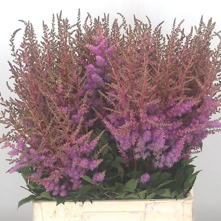 Astilbe Amethyst