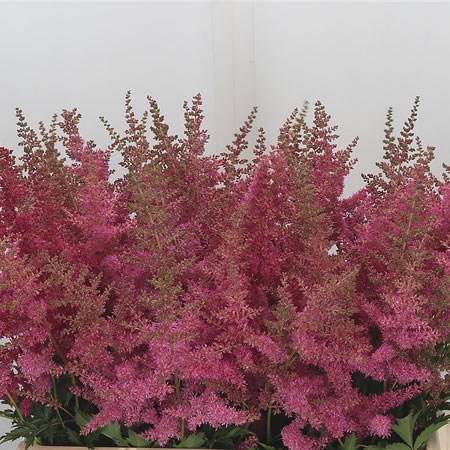 Astilbe Anita Pfeifer