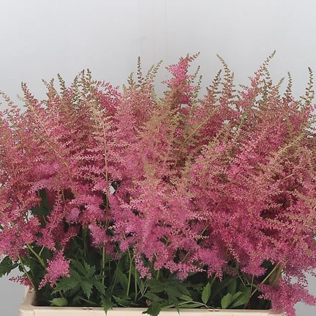 Astilbe Anita Pfeifer