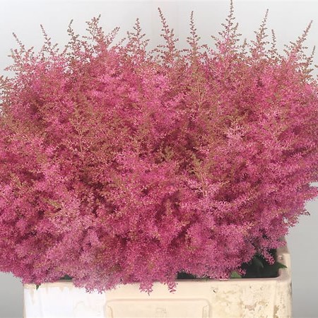 Astilbe Boogie Woogie