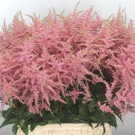 Astilbe Bressingham