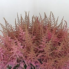 Astilbe Cattleya
