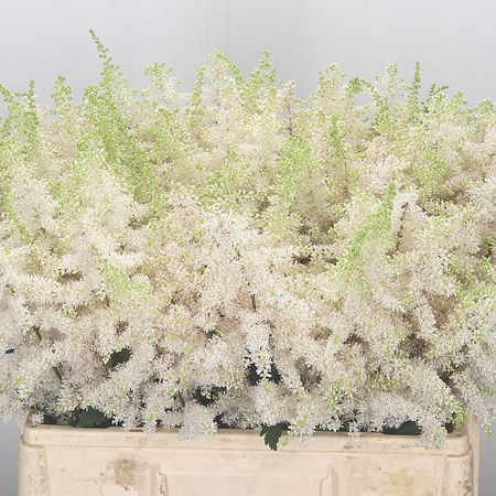 Astilbe Close Harmony