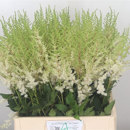 Astilbe Diamant