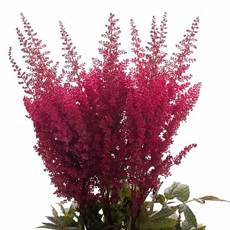 Astilbe Else Schluck