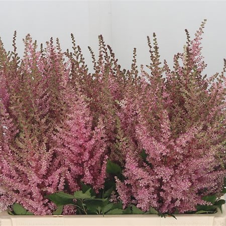 Astilbe Erika