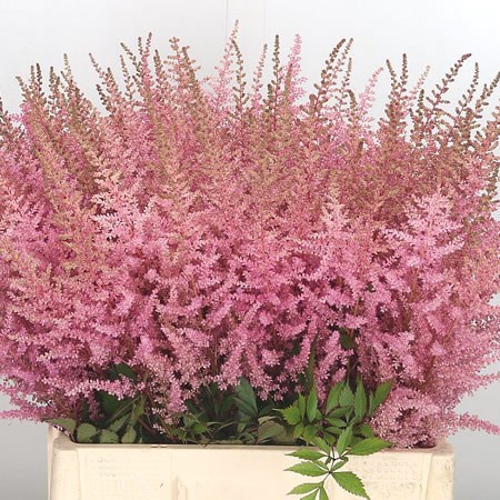 Astilbe Erika