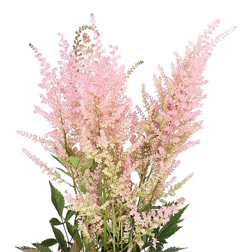 Astilbe Erika