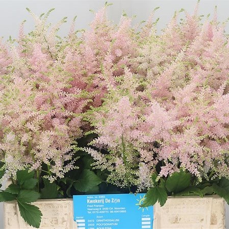 Astilbe Europa