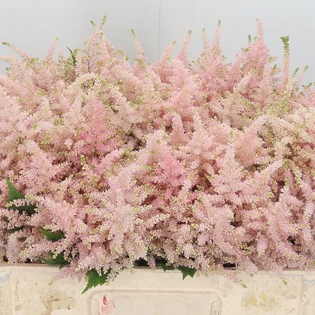 Astilbe Europa