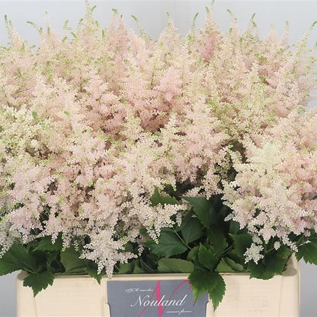 Astilbe Europa