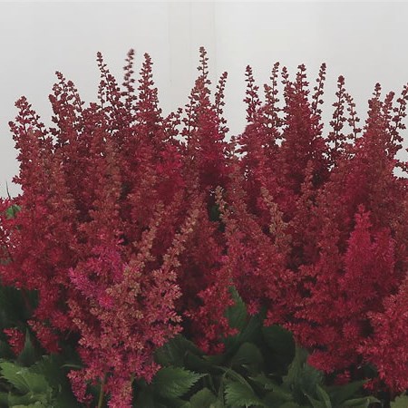 Astilbe Fanal