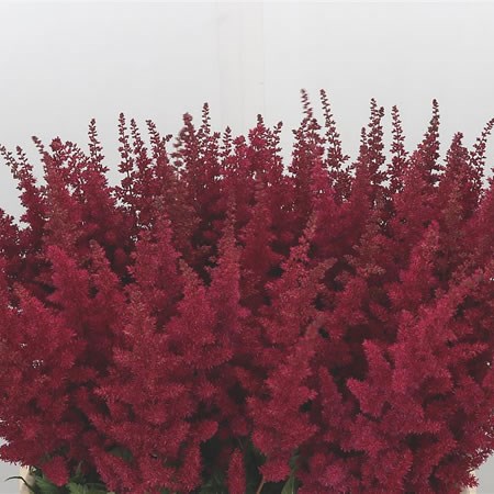 Astilbe Fanal