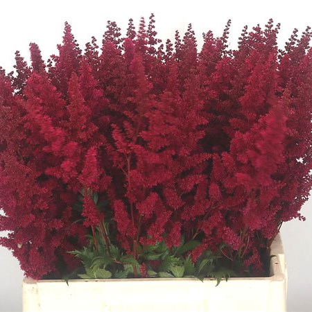 Astilbe Fanal