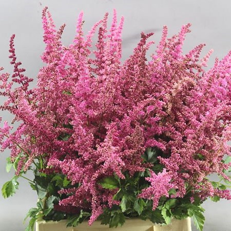 Astilbe Loud and Proud
