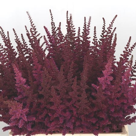 Astilbe Maggie Daley