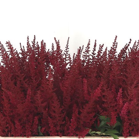 Astilbe Paul Gaarder