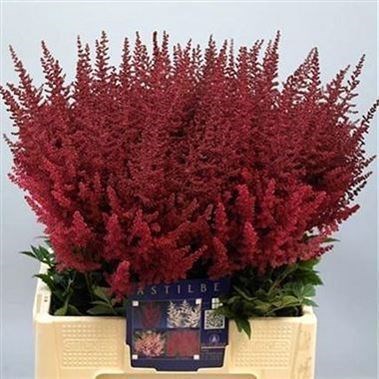 Astilbe Paul Gaarder