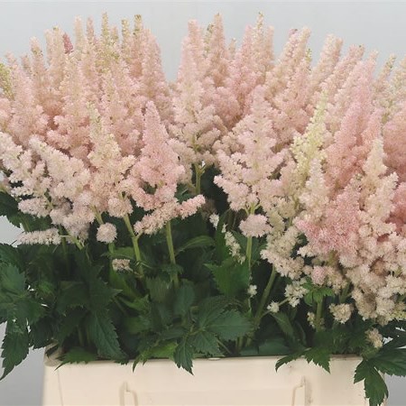 Astilbe Vision Inferno