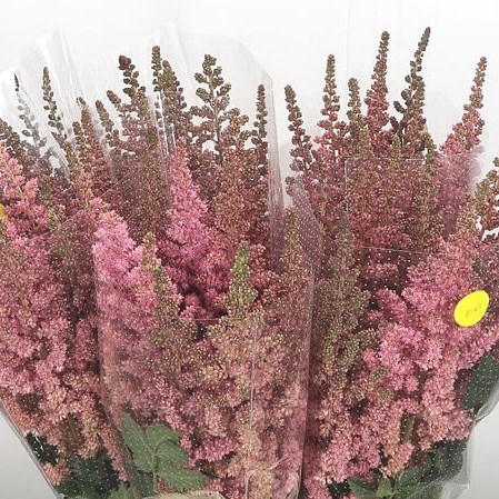 Astilbe Visions in Pink