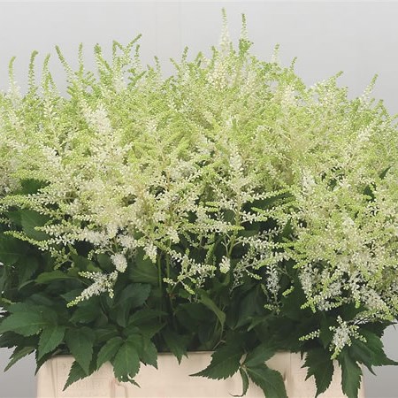 Astilbe Whasingthon