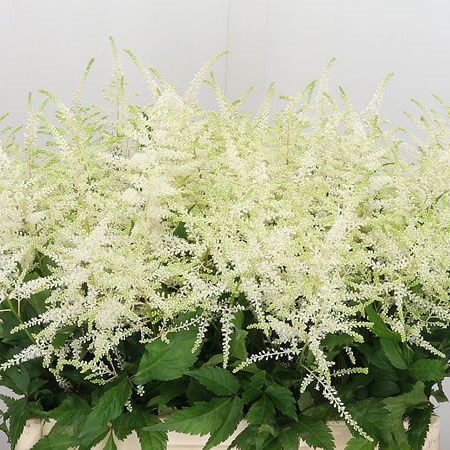 Astilbe Whasingthon