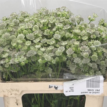 Astrantia Billion Stars