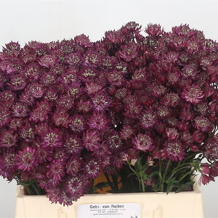 Astrantia Claret