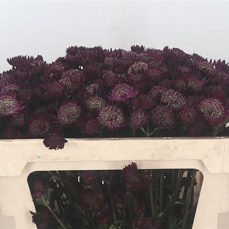 Astrantia Diamond Dark Red