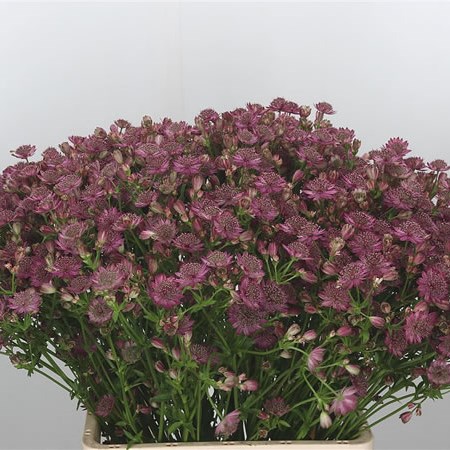 Astrantia Major Prominence
