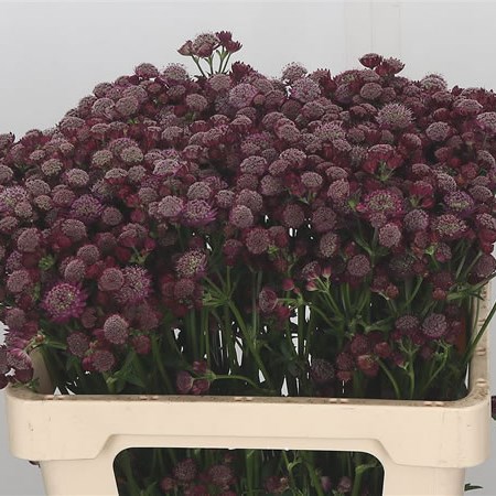 Astrantia Major Rubra