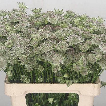 Astrantia Pale Pink Pride