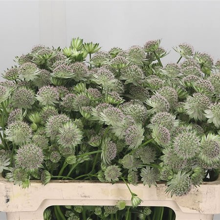 Astrantia Pink Sensation