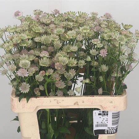 Astrantia Pink Sensation