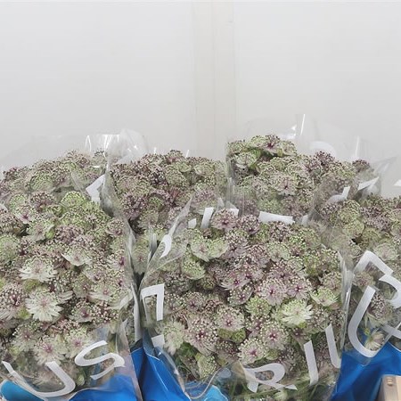 Astrantia Pretty Ballerina