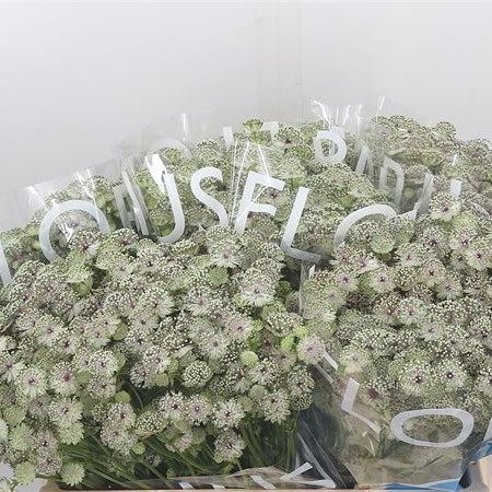Astrantia Princess Ballerina