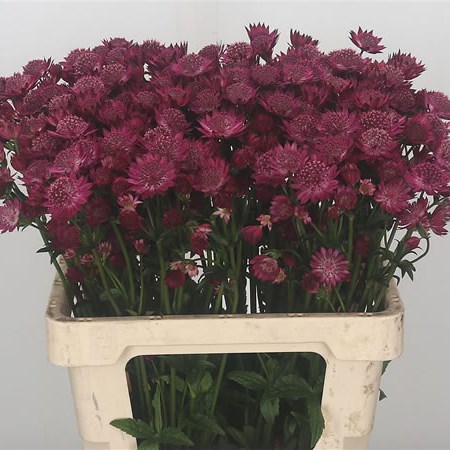 Astrantia Red Joyce