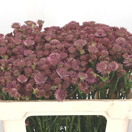 Astrantia Roma
