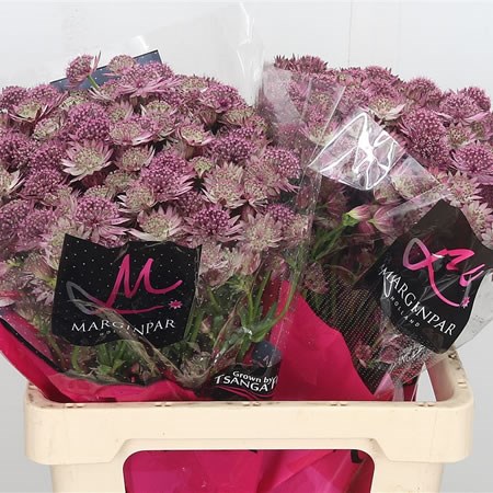 Astrantia Roma