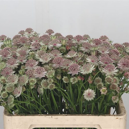 Astrantia Rosa Lee