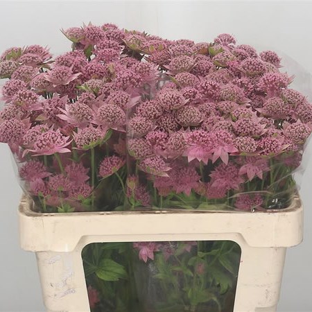 Astrantia Rosea