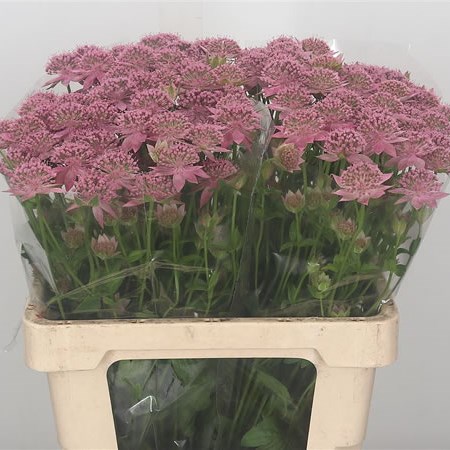 Astrantia Rosea (Extra)