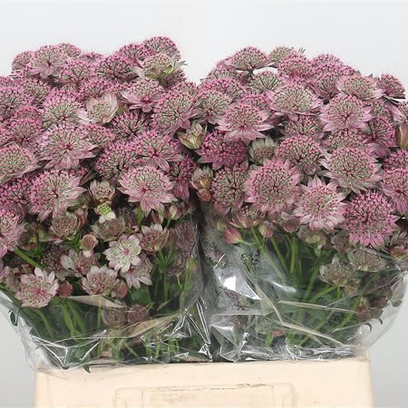 Astrantia Rosita