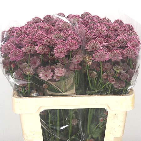 Astrantia Rosita