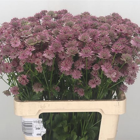 Astrantia Rosita