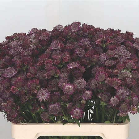 Astrantia Ruby Wedding